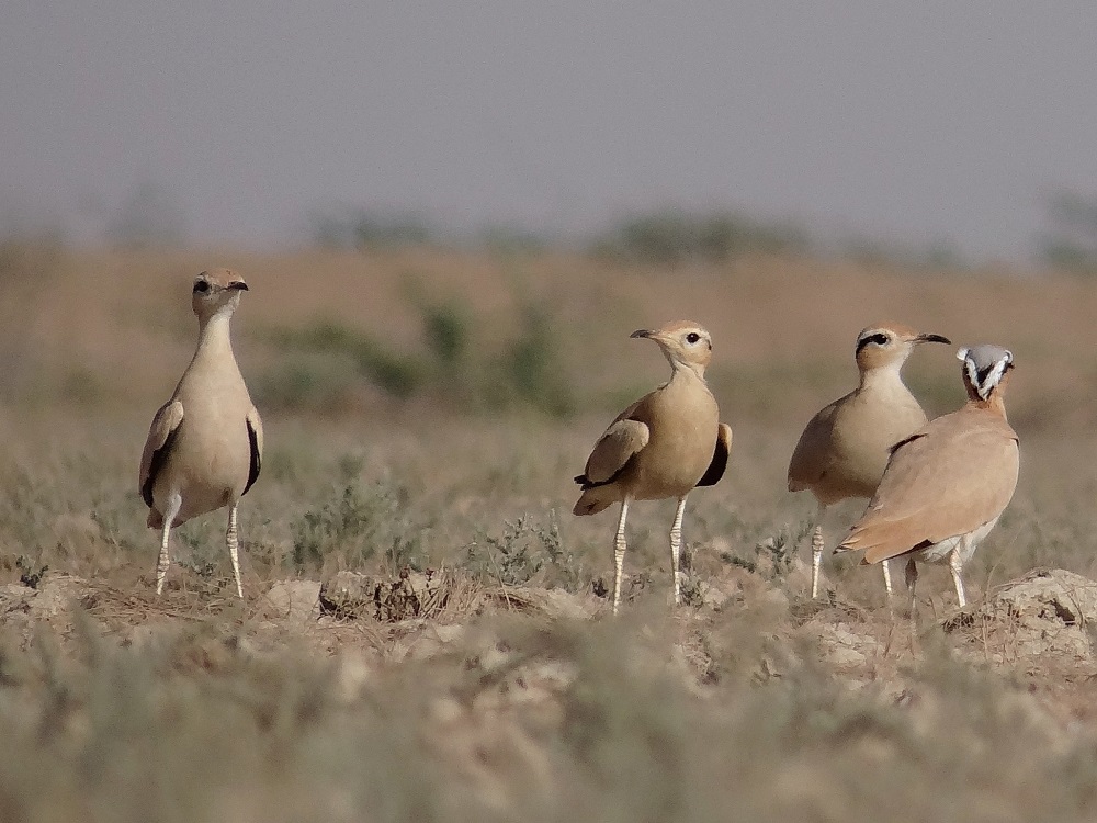 Cream Coloured Courser